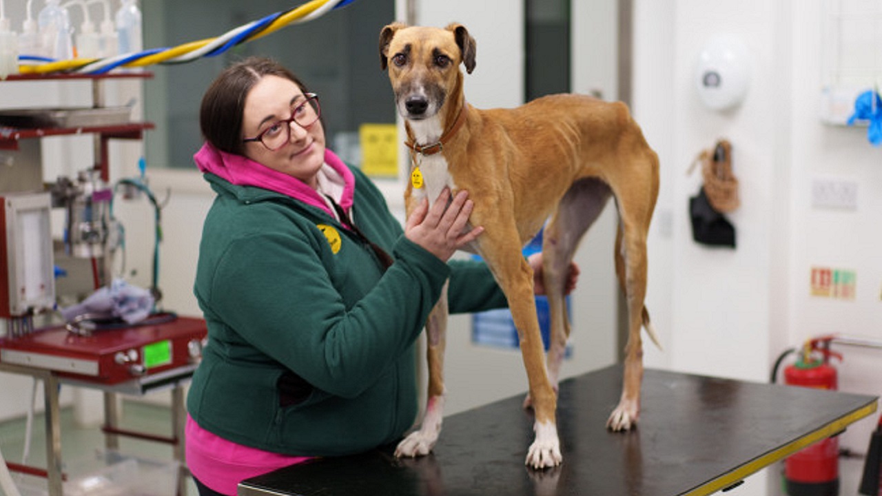 Lurcher coccolato da una donna