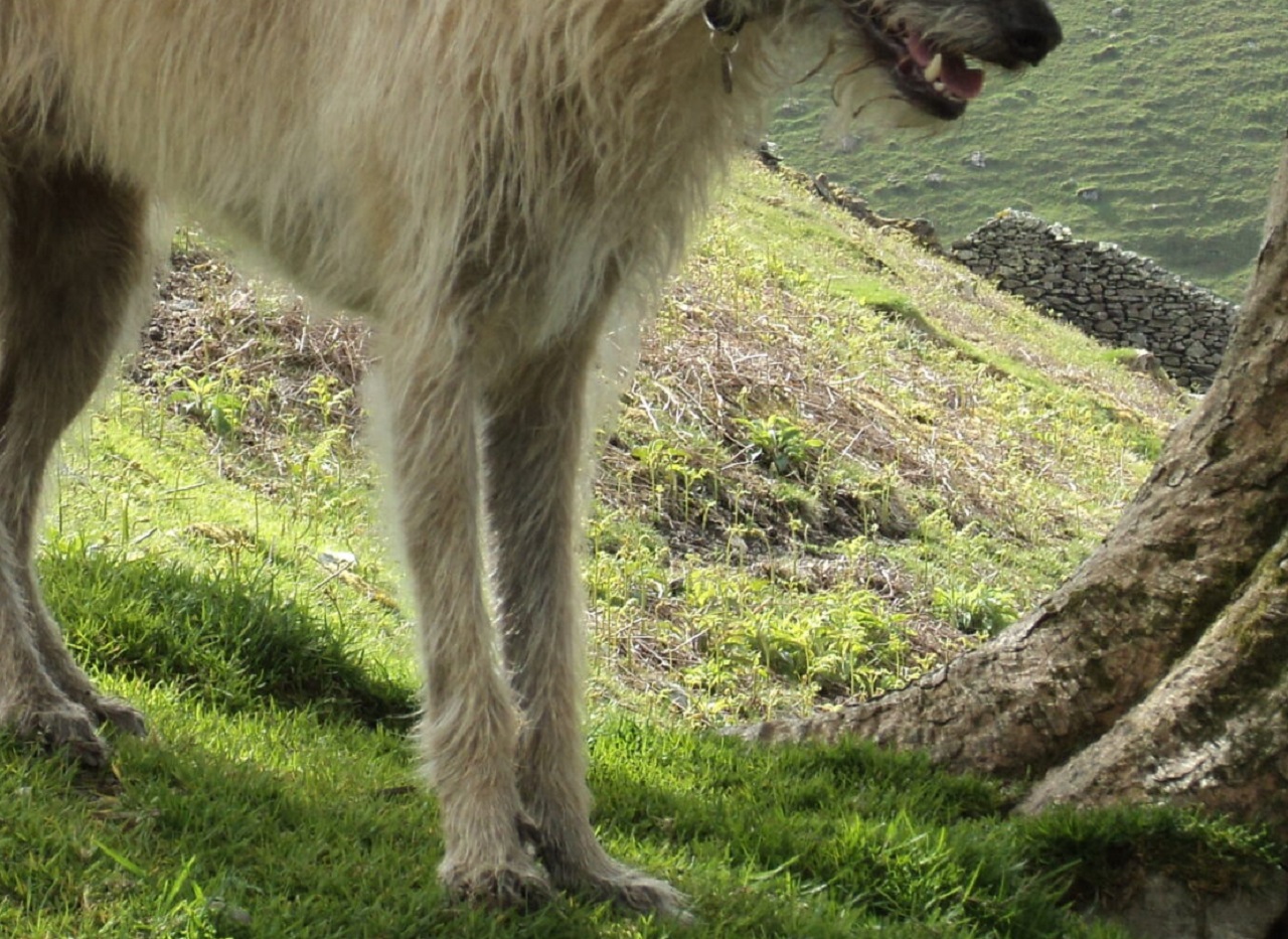 La razza di cani Lurcher