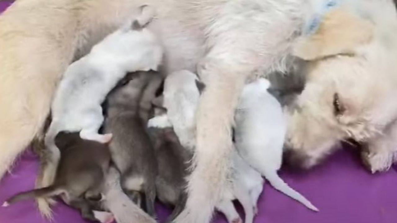 mamma con cuccioli