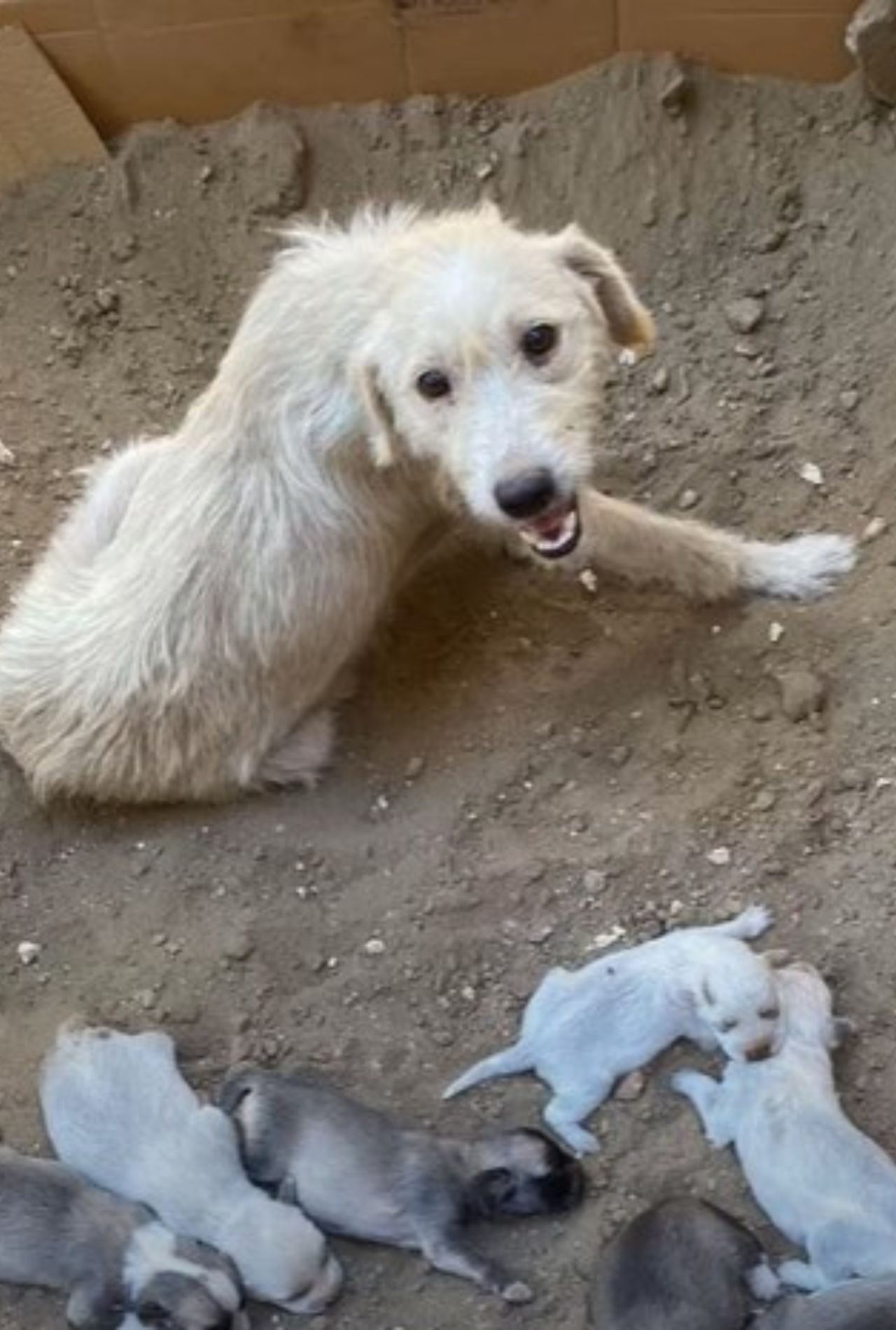 mamma con cuccioli