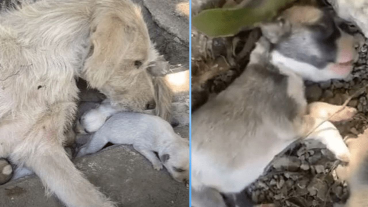 mamma con cuccioli