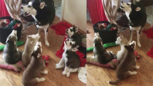 La mamma Husky comincia a ululare e i suoi cuccioli non possono far altro che seguirla a ruota