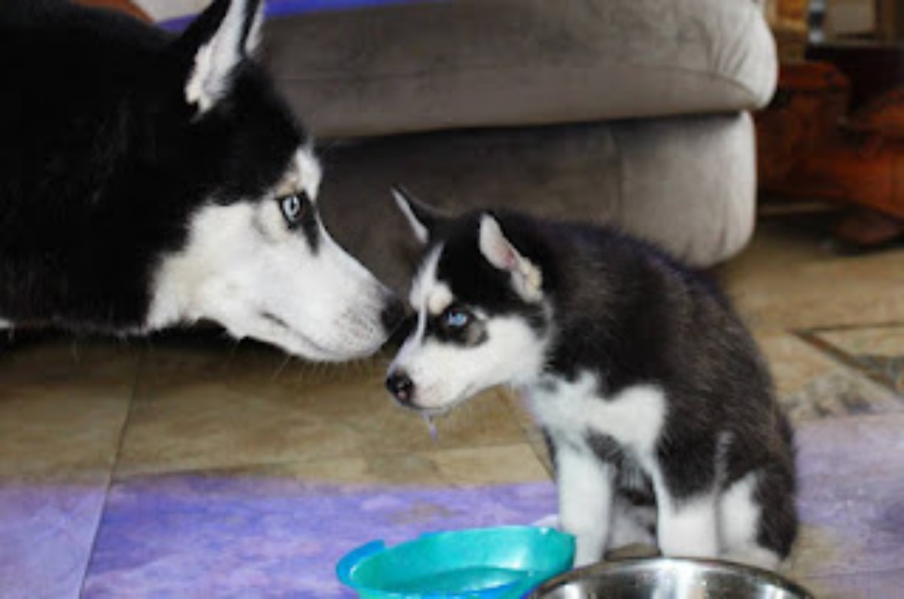 cucciolo e mamma husky