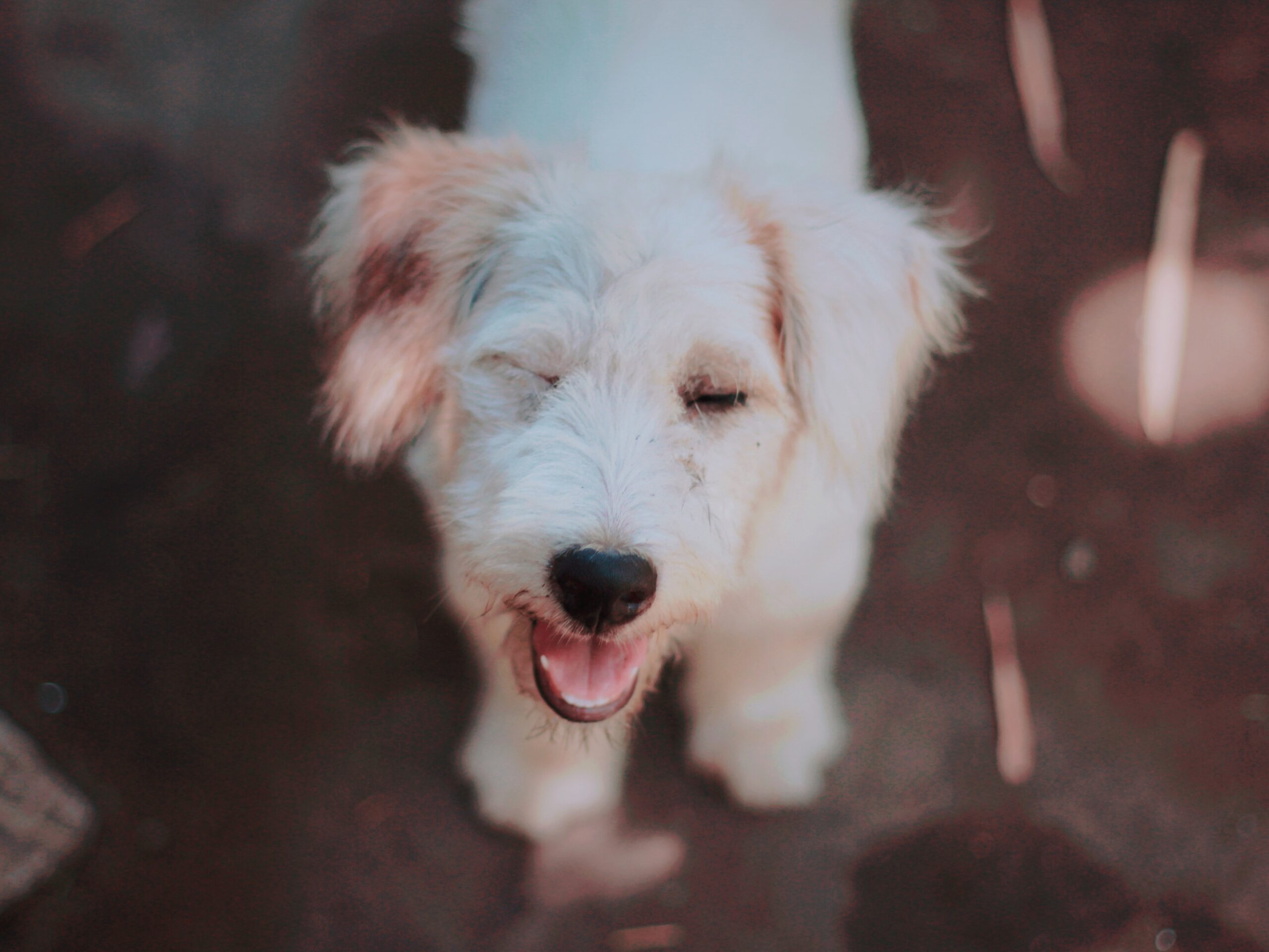 cane con problemi di insonnia