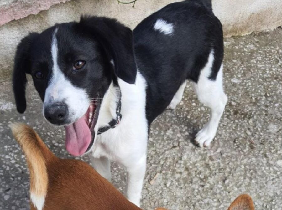 cagnolina indossa un collare scuro