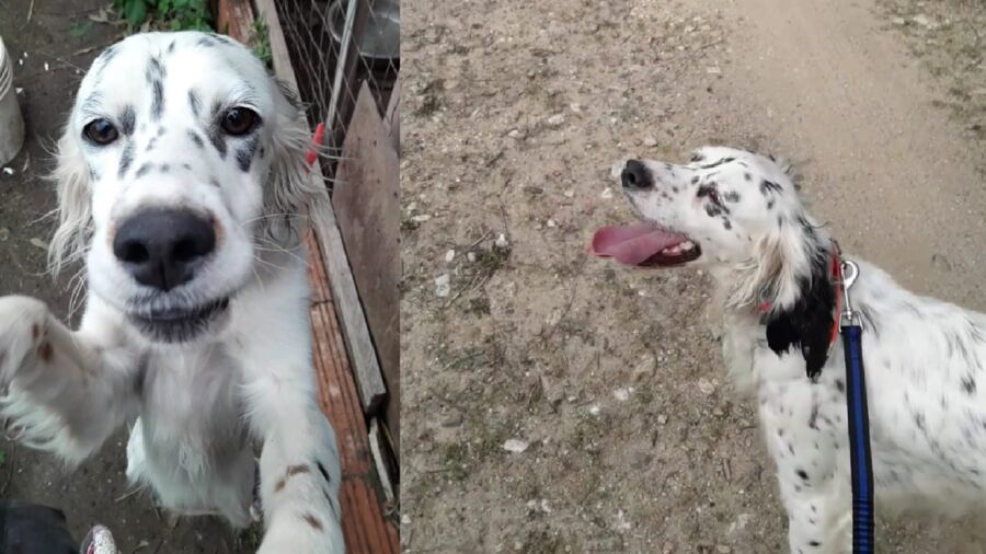 setter femmina pelo bianco e nero