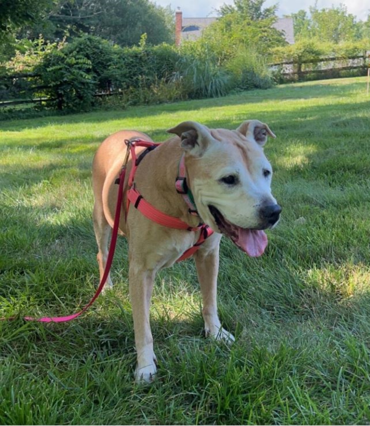 una cagnolina di nome Netty al parco