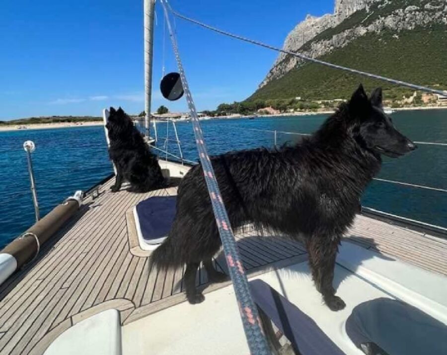 cani sulla barca