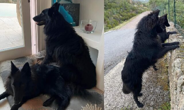 Olbia, coppia di cani da Pastore Belga scappa via smarrendosi, al via le ricerche per Astra e Zen