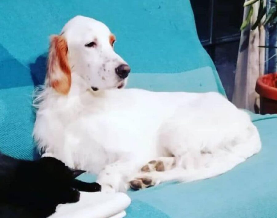 cane argo su divano azzurro