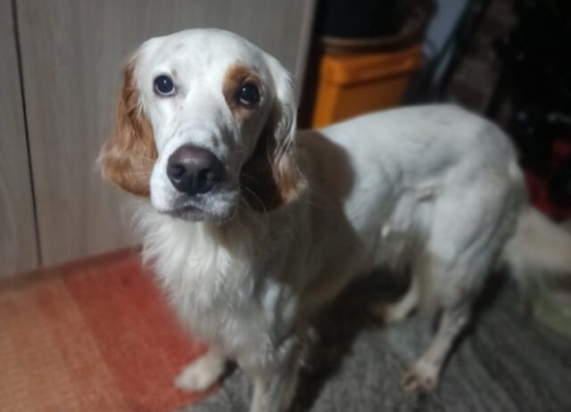 Oleggio, segnalato lo smarrimento di un Setter Inglese, il cane di nome Argo è scomparso da giorni