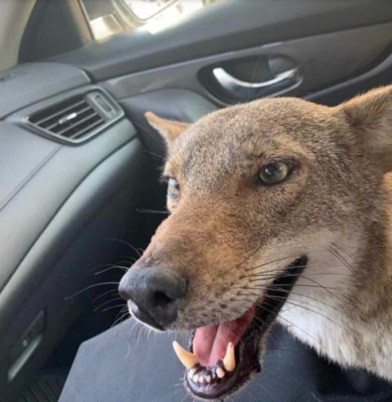 un coyote in macchina