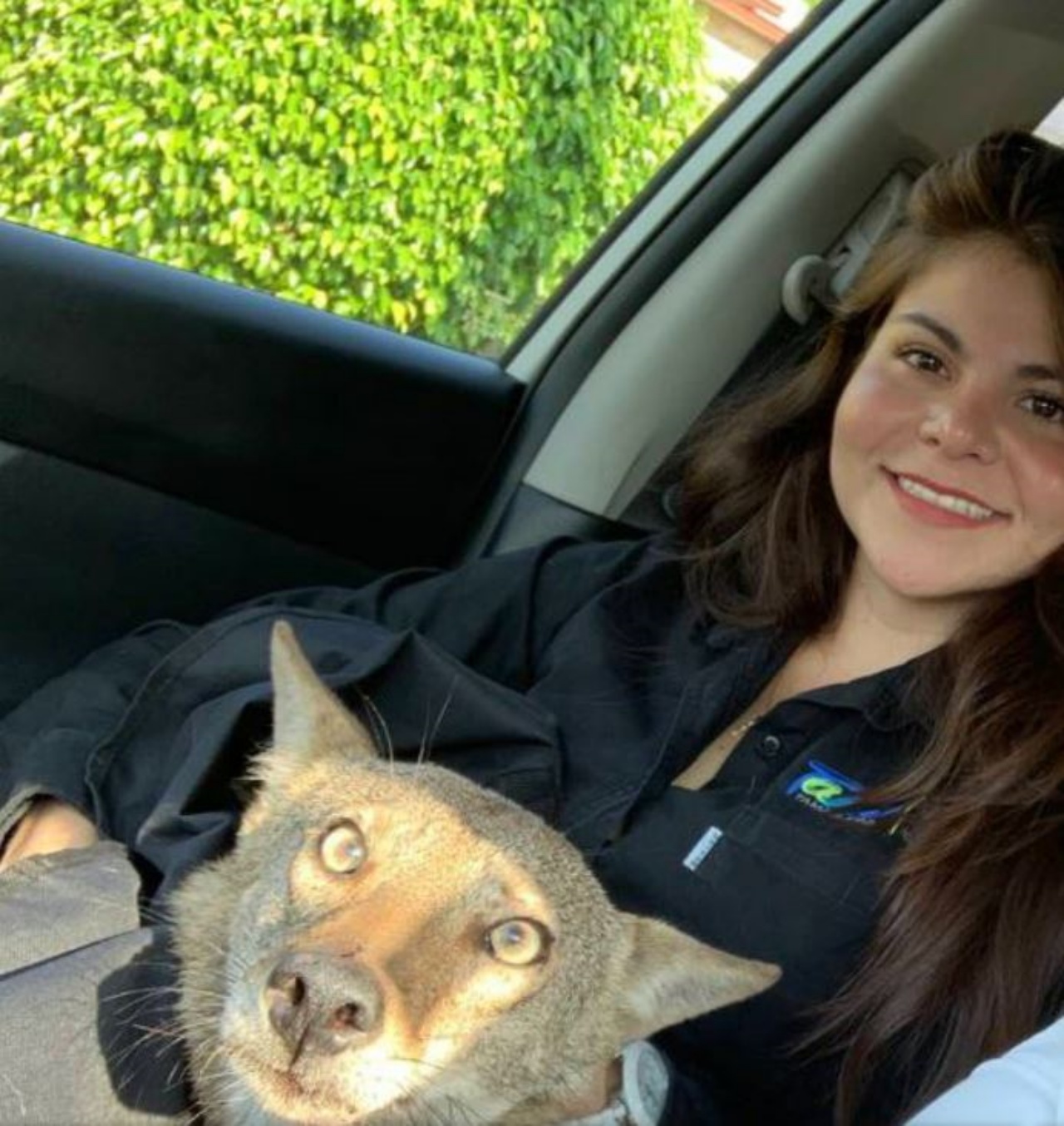 un coyote con una ragazza