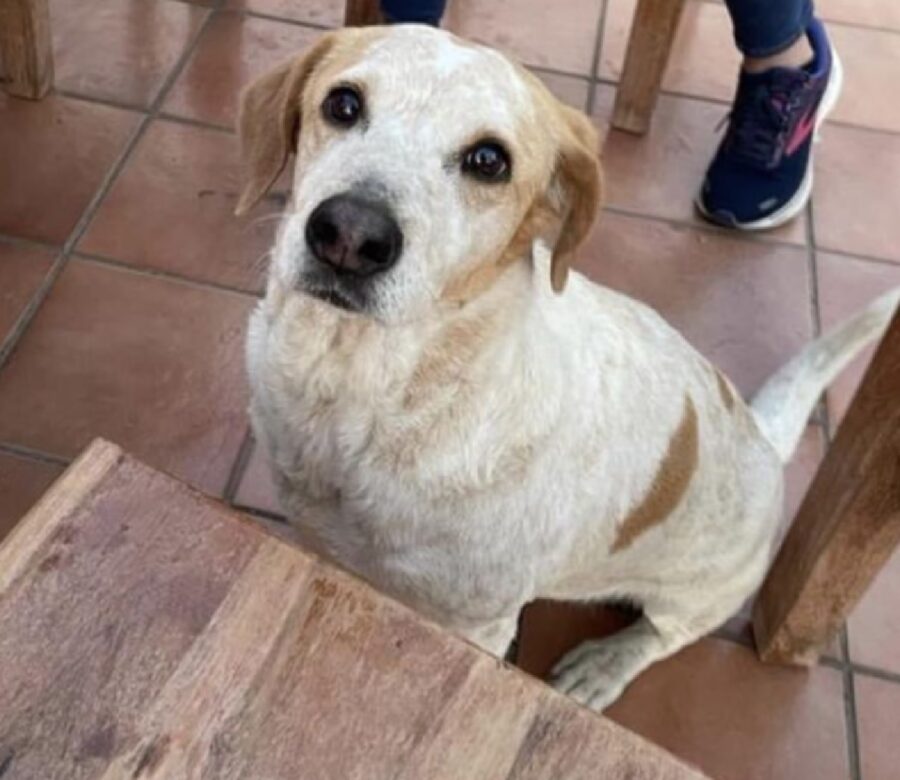 cagnolina pelo bianco macchiato