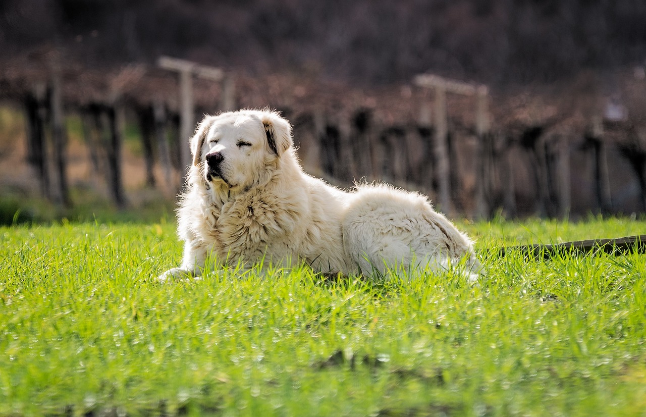 Cane Pastore Maremmano nel prato