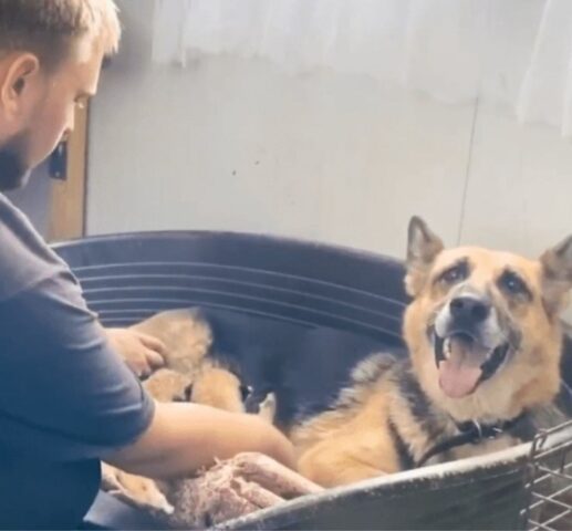 La dolce cagnolina ha fatto un miracolo: ha adottato e salvato i cuccioli di leone lasciati dalla madre