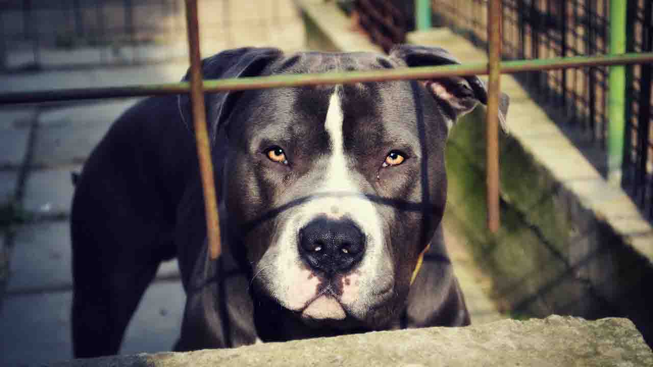 Cane Pitbull dietro a una grata