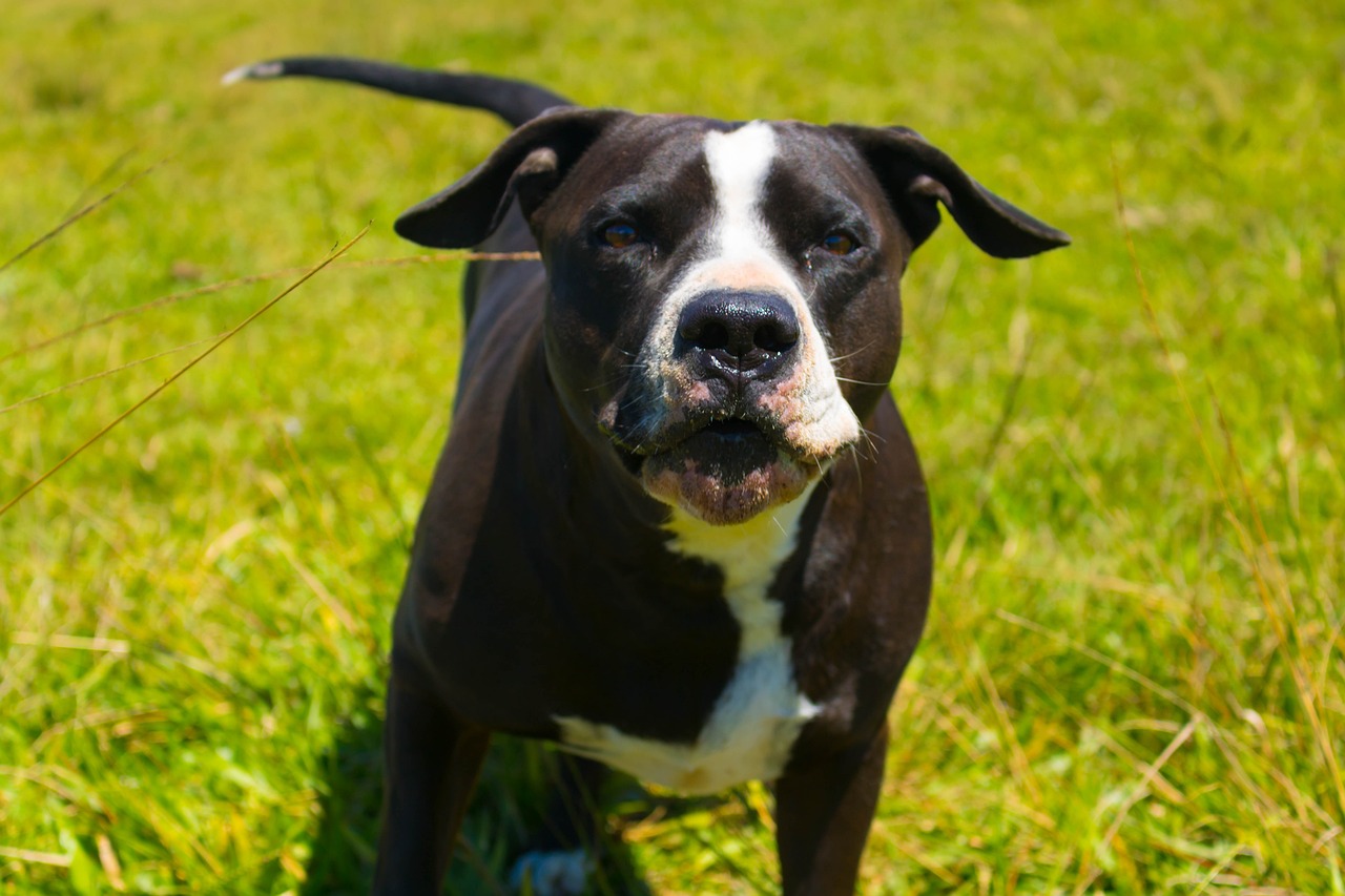 Cane Pitbull bianco e nero nel prato