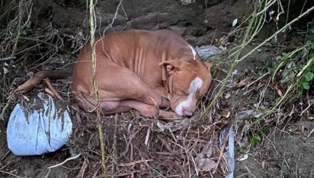 Pitbull recuperato a Casamicciola: Thor è salvo per miracolo
