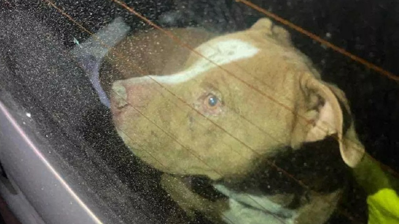 Pitbull marrone e bianco in auto