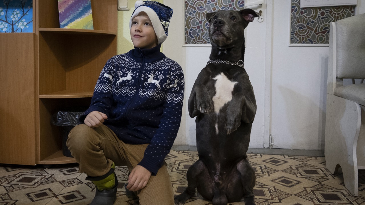 Pitbull nero vicino al bambino ucraino