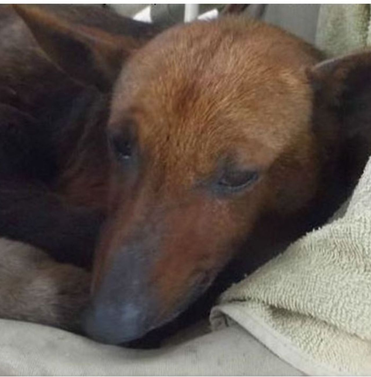 Una cagnolina di nome Puti