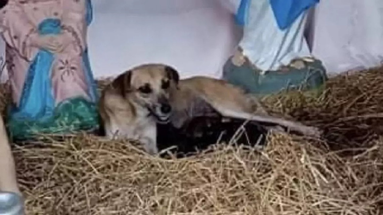 Mamma cane con i cuccioli