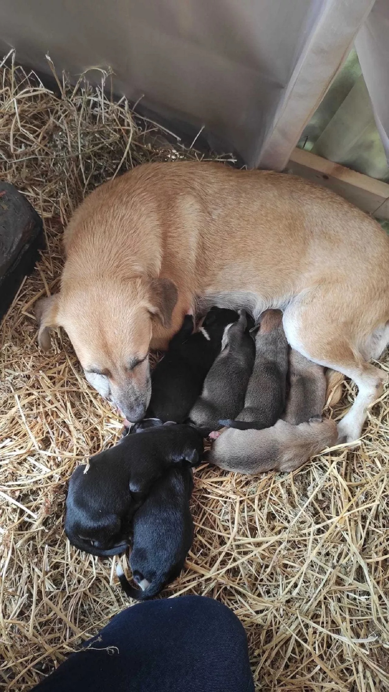 I cuccioli allattati dalla mamma