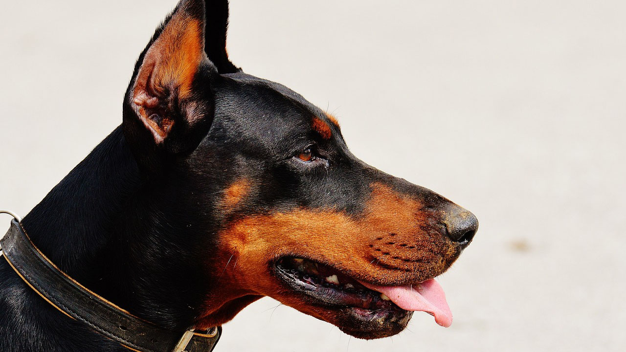 Muso del cane di razza Dobermann