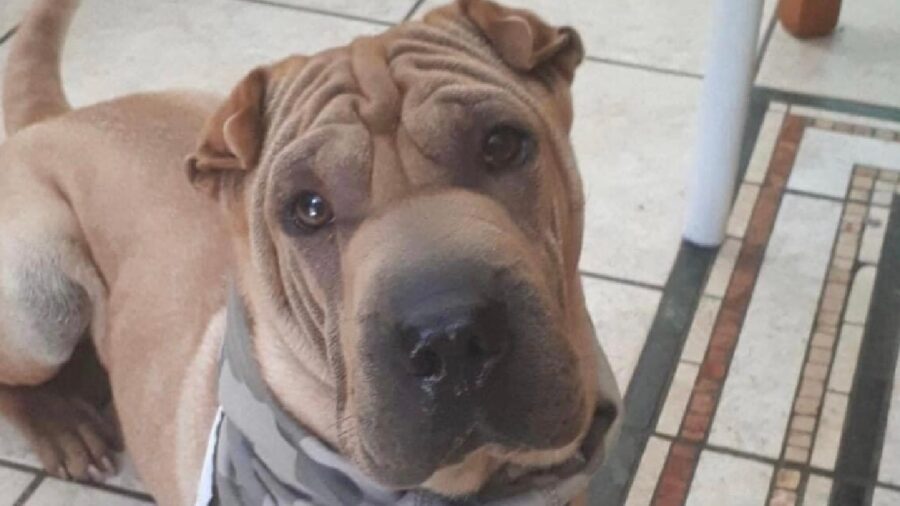 cane shar pei pelo marroncino