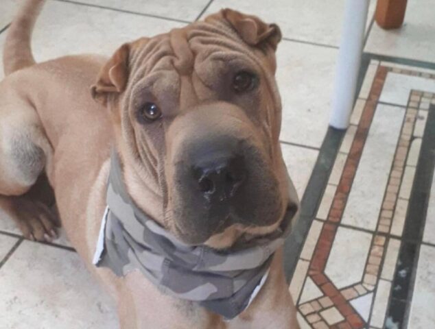 Roma, scomparso da mesi un cane di nome Momo, per il giovane Shar Pei si sta facendo di tutto