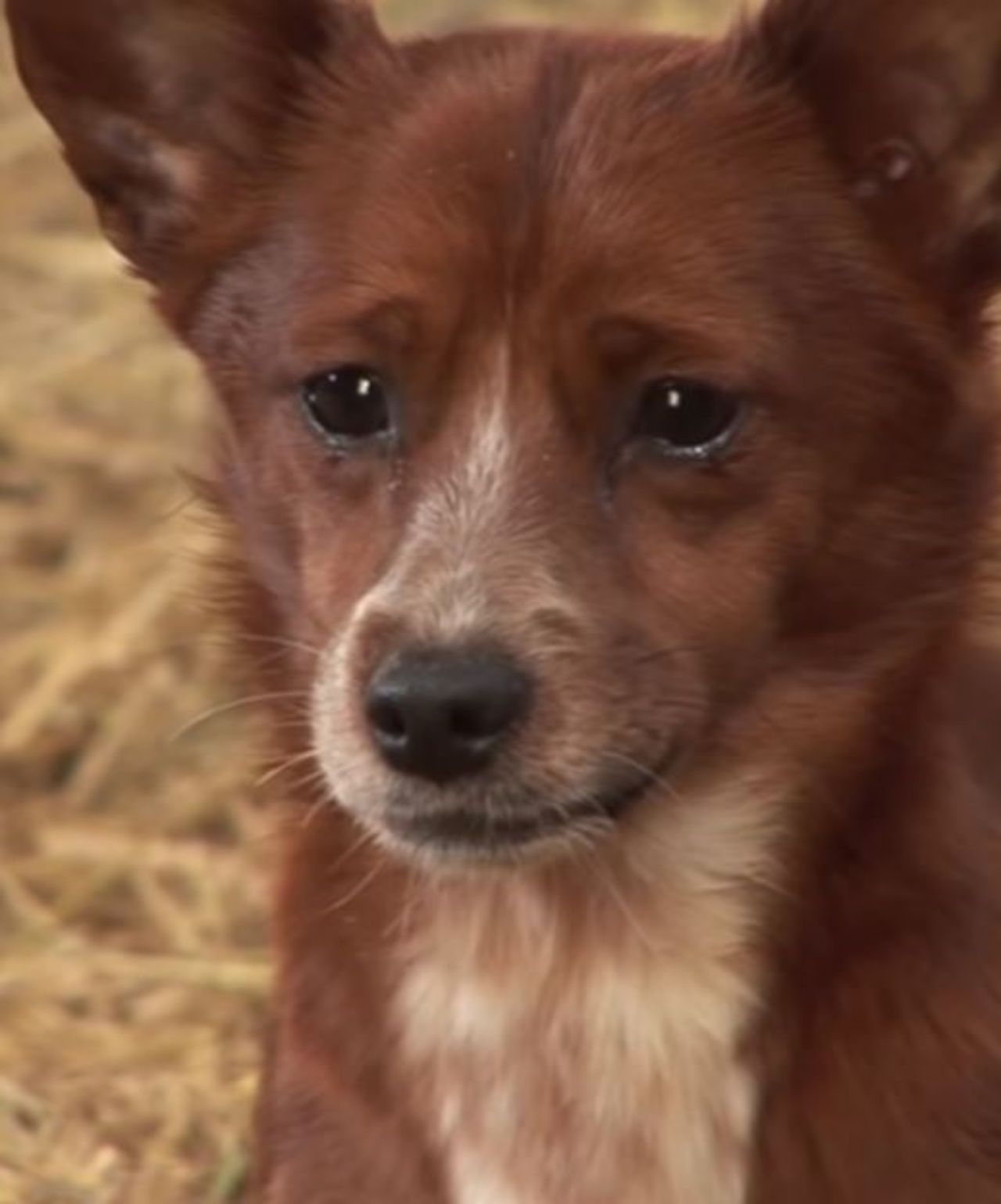 Rookie che piange mentre dice addio alla mucca