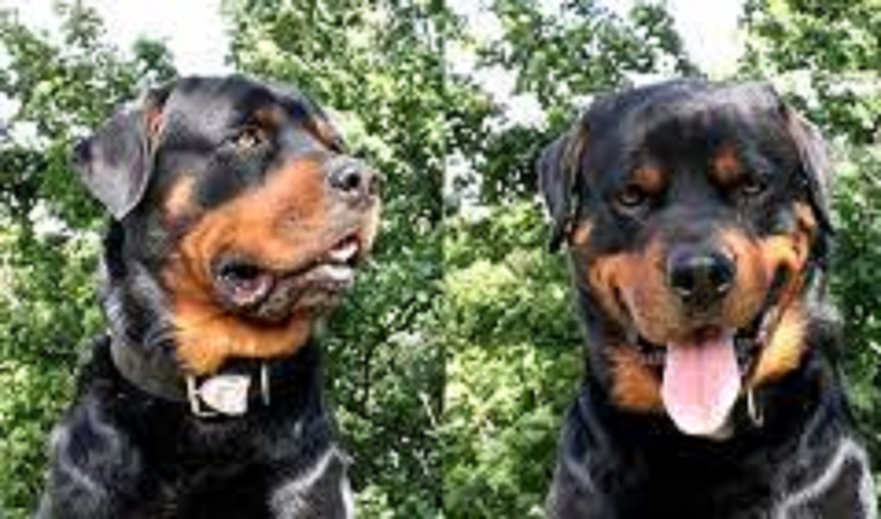 Cane di razza Rottweiler nero