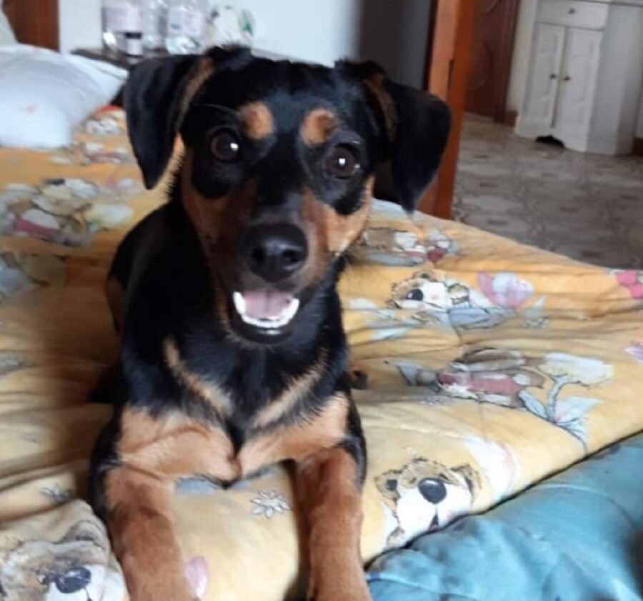 cagnolina contenta sorriso