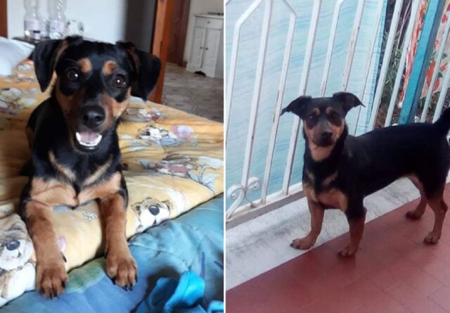 San Giovanni Teatino, data per dispersa una cagnolina meticcia di circa 4 anni, si chiama Trilly