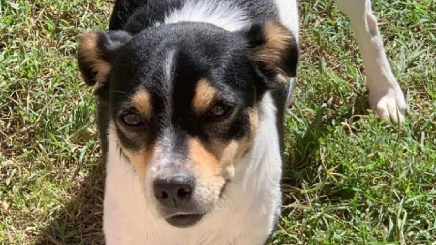 cagnolina meticcia tricolore