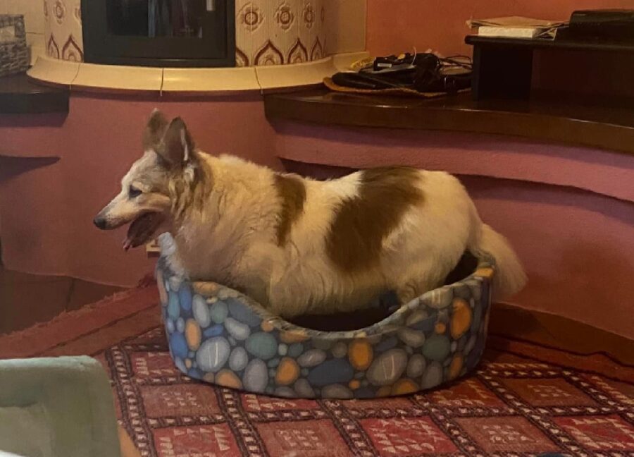 cagnolina pelo bianco macchiato marrone