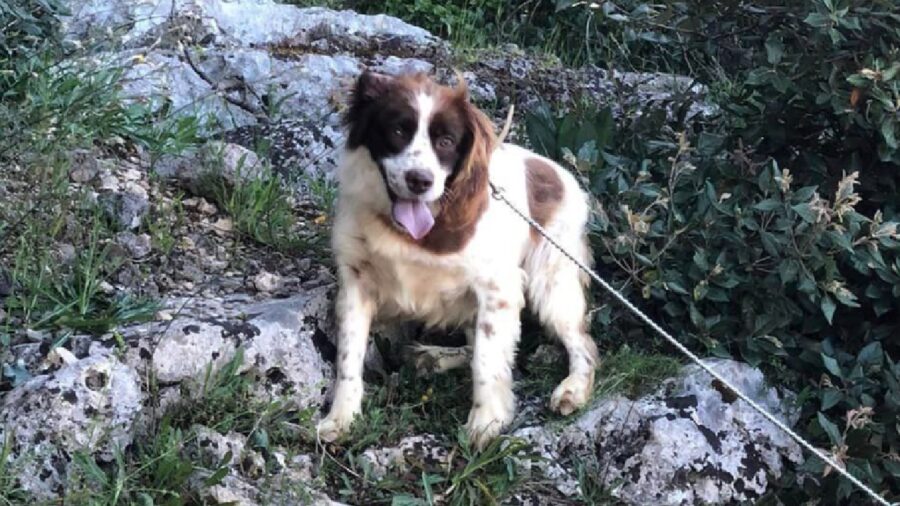 cane guinzaglio in montagna