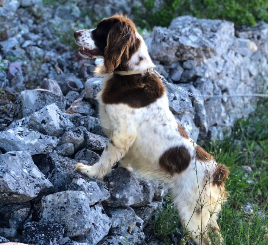 cagnolina nola razza breton