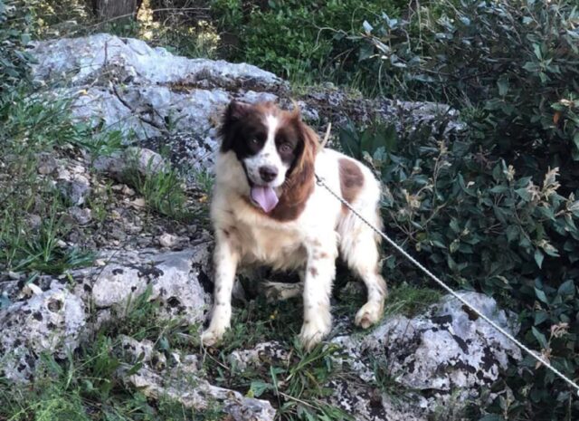 Sanmichele di Bari, scomparsa nei boschi una cagnolina simil Breton, si chiama Nola