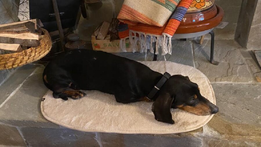 cane bassotto indossa collare nero