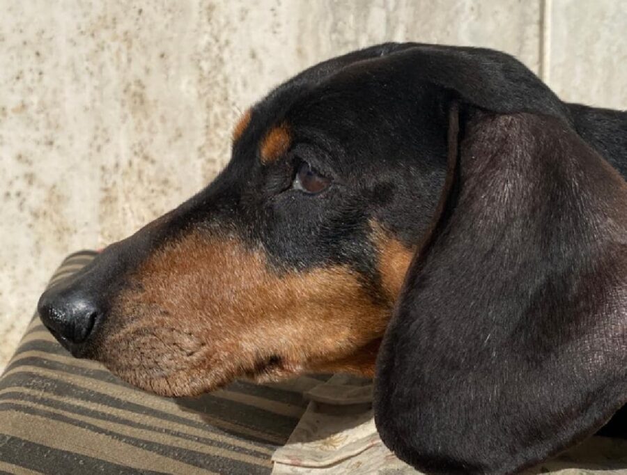 cane bassotto 14 anni età