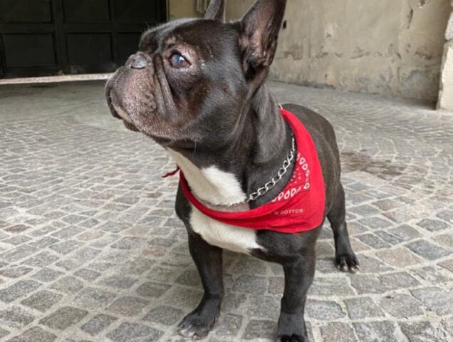 Sant’Antimo, Bulldog francese viene smarrito, ricompensa per chiunque riporterà a casa il cane Albert