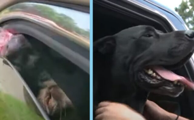 Senza esitare, ha salvato questo cane facendo l’unica cosa possibile (VIDEO)
