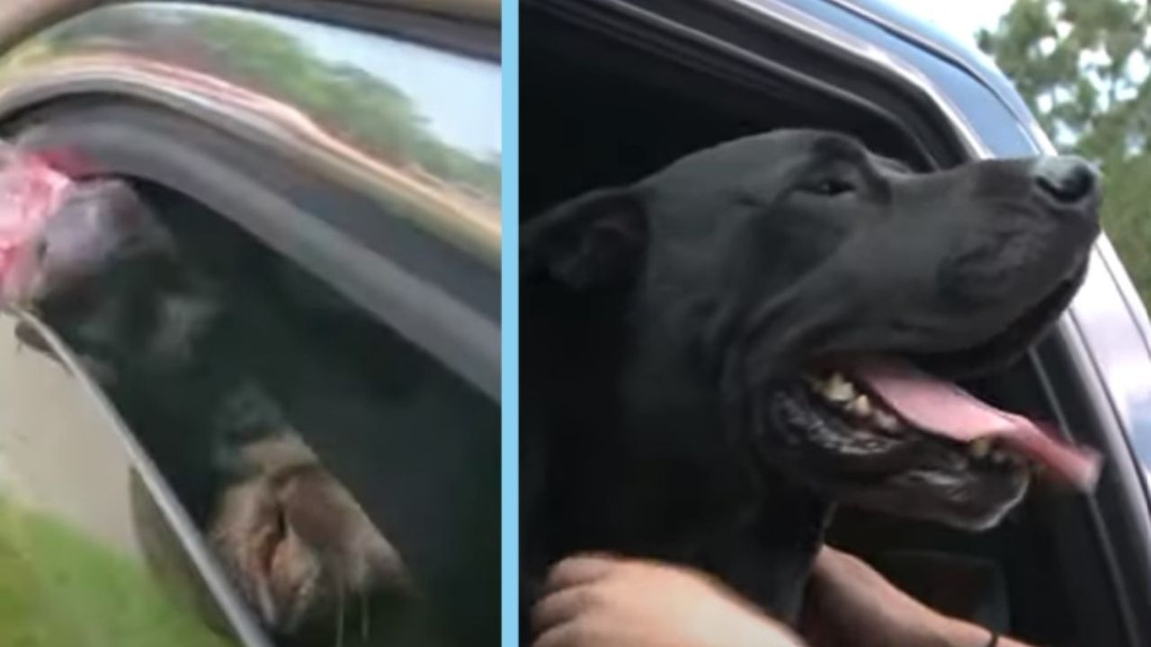 cane in auto