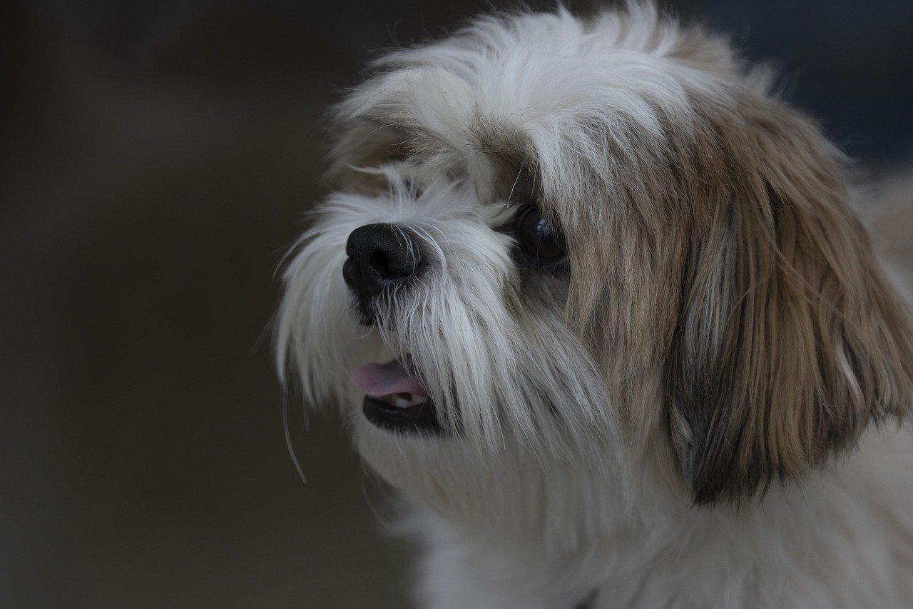 Musetto del cane Shih Tzu