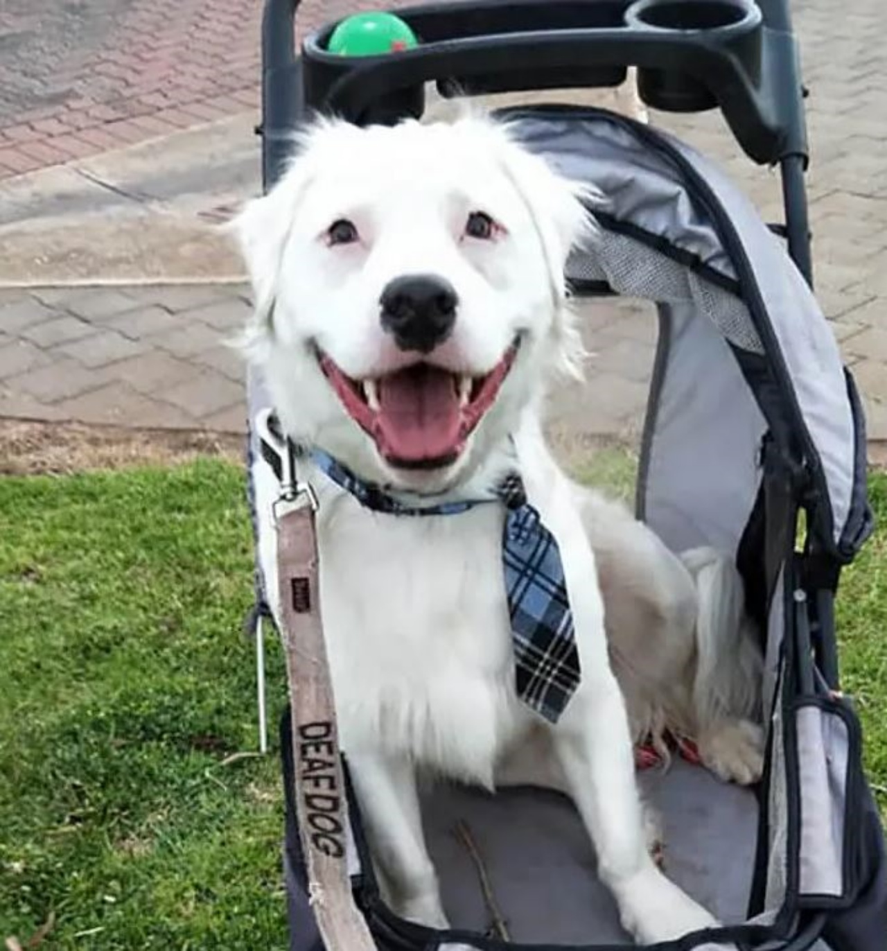 un cane sul passeggino, appena adottato