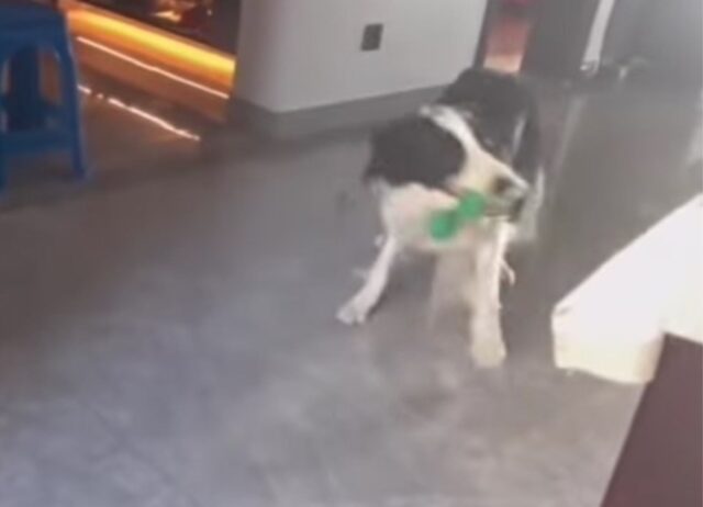 Il simpatico cagnolino stupisce tutti con le sue incredibili abilità da portiere: il video è tutto da ridere (VIDEO)