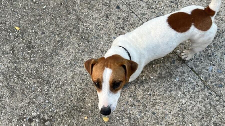 cagnolino collare nero