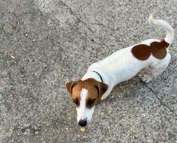 Spezzano Albanese, cagnolino Jack Russell svanisce nel nulla, aiutiamo Totò a tornare dalla sua famiglia